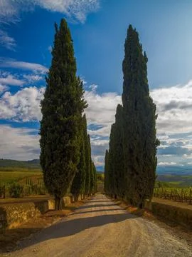 CYPRESS ROAD Stock Photos