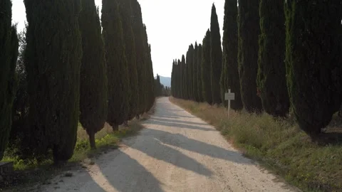 Cypress Road In Tuscany Stock Footage 248722779