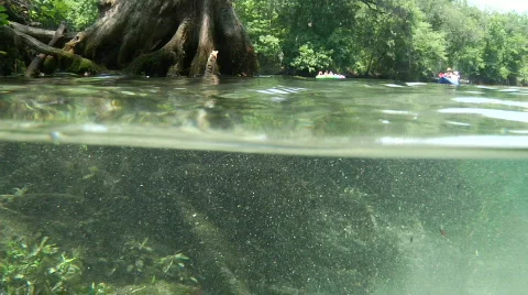 Cypress Roots in Spring Stock Footage 739087