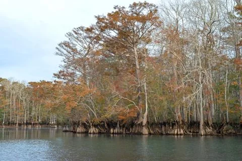 Cypress Shoreline Stock Photos