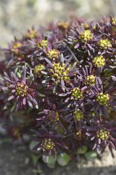 Cypress Spurge Fens Ruby Stock Photos