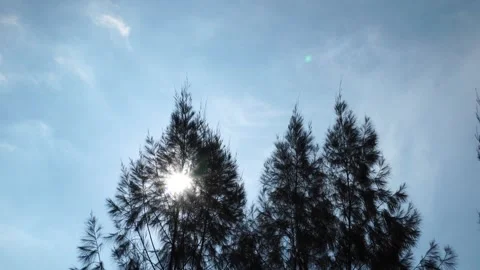 Cypress Sun Flare Stock Footage 327550804