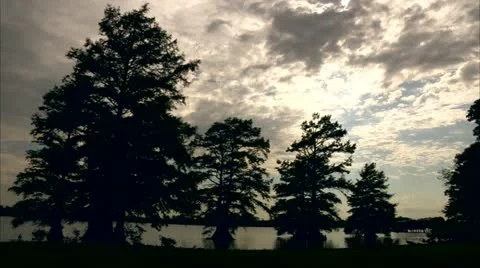 Cypress sunset Stock Footage 11130599