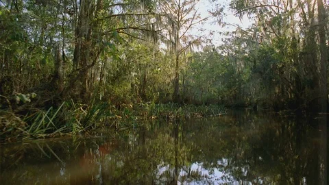 Cypress Swamp Beauty Shots Stock Footage