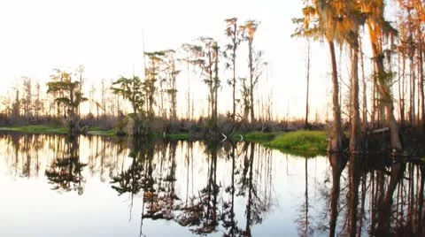 Cypress Swamp Vídeos de archivo 8913121