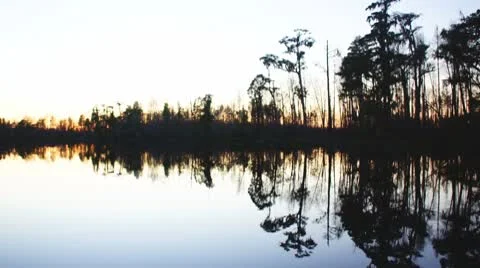 Cypress Swamp Stock Footage 8914641