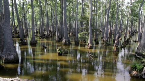 Cypress Swamp Stock Footage 29666076