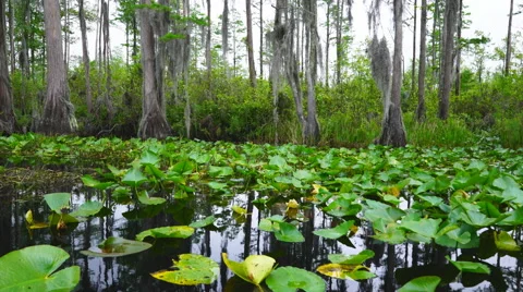 Cypress Swamp Stock Footage 62743092