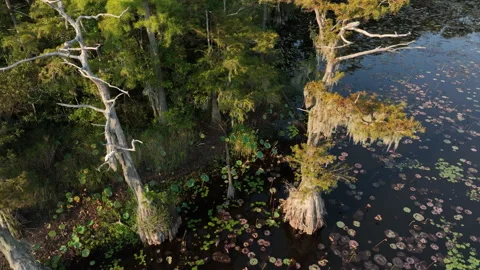Cypress Swamp Stock Footage 210645258