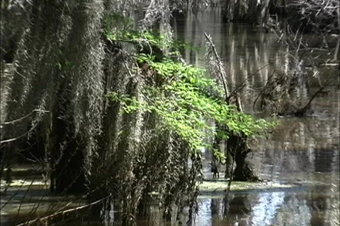 Cypress swamp LA Video stock 464090