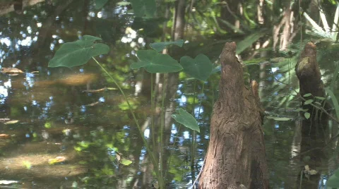 Cypress Swamp on Lake Panasoffkee Clip 2 Stock Footage
