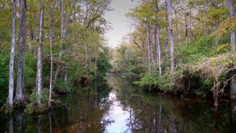 CYPRESS SWAMP PAN RIGHT Video stock 228749852
