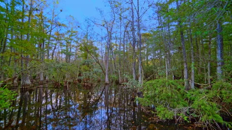 CYPRESS SWAMP PAN RIGHT Stock Footage 228750177
