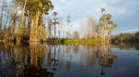 Cypress Swamp River Stock Footage 8930603