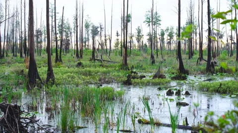 Cypress Swamp at Sunset Stock Footage 62765019