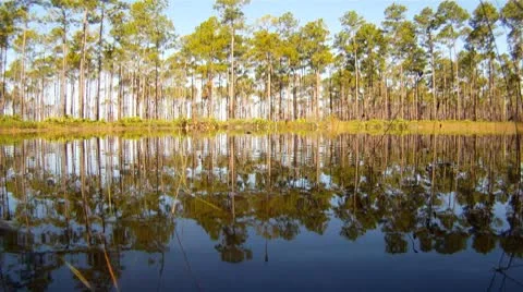 Cypress Swamp Tree Vídeo Stock 8860920