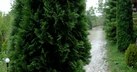 Cypress Thuja Tree With Rain Background Stock Footage 67422640