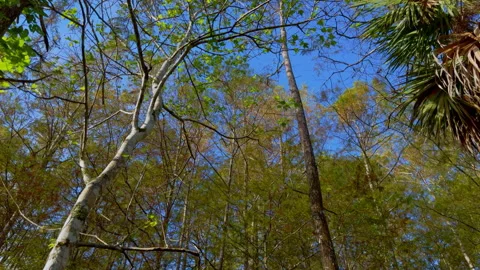 Cypress Tilt Down Video stock 273184594