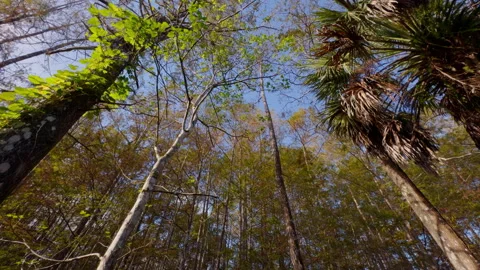 Cypress Tilt Down Wide Angle Stock Footage 273184286