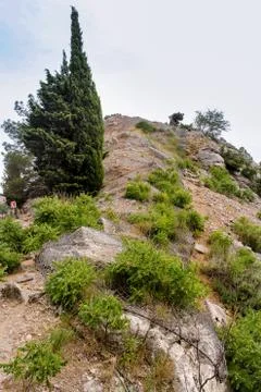 Cypress on top. Photos