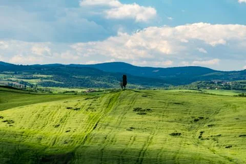 A cypress tree alone at the top af a green hill Stock Photos