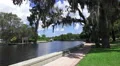 Cypress Tree Along River On Sunny Day At Florida Park 4k or 4k+ Resolution