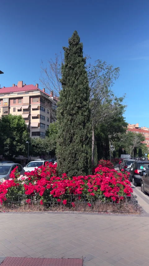 Cypress Tree and Red Flowers Adorning Urban Street Stock-Footage 311377430