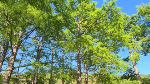 Cypress tree bottom view. Beautiful green trees grow. Lake Cypress in the villag Stock Footage 290455159
