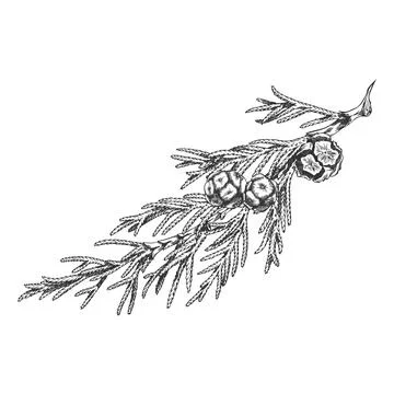 Cypress tree branch with cones engraved hand drawn vector illustration, conifer Stock Illustration