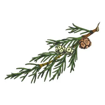 Cypress tree branch with cones hand drawn vector illustration, conifer evergreen Stock Illustration