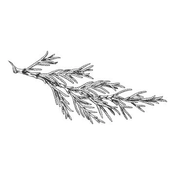 Cypress tree branch engraved hand drawn vector illustration, conifer evergreen Stock Illustration