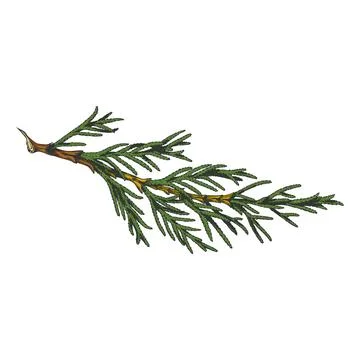 Cypress tree branch hand drawn vector illustration, conifer evergreen plant Stock Illustration