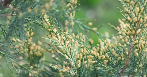 Cypress tree branch producing yellow pollen cones Stock Footage 330683531