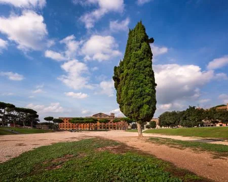 Cypress Tree on Circus Maximus, Ancient Roman Stadium near Palatine Hill, R.. Stock Photos