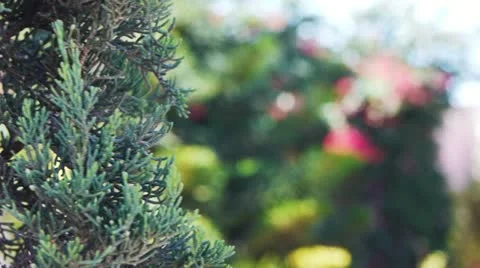 Cypress tree close up follow focus Stock Footage 11304513