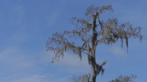 Cypress tree covered in spanish moss against blue sky background Video stock 71180396