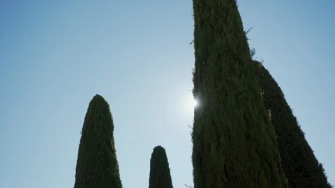 Cypress tree crowns with sun shining in Tuscany scenic area, Italy 库存影片 123863333