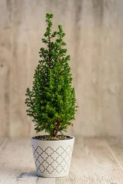 Cypress tree on desk Stock Photos