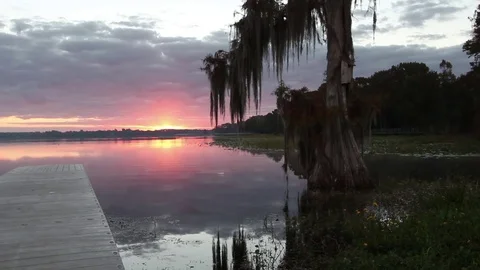 A Cypress Tree draped with Spanish Moss. Stock-Footage 69982473