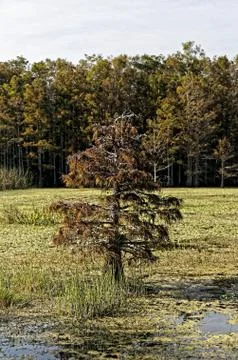 Cypress tree with fall foliage Stock Photos