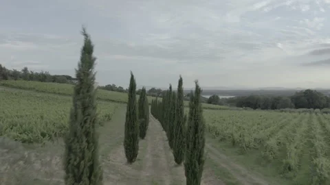 Cypress Tree Fly Through Drone shot 2 Stock Footage 316795423