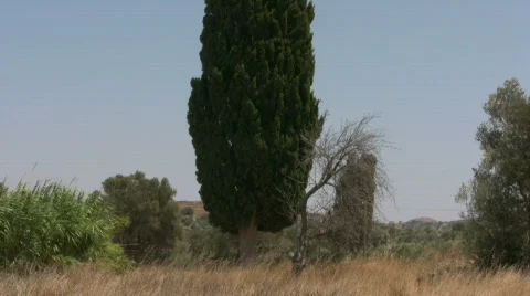 Cypress tree Stock Footage 523937