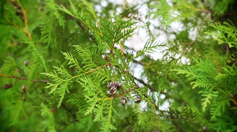 Cypress tree Stock Footage 65561529