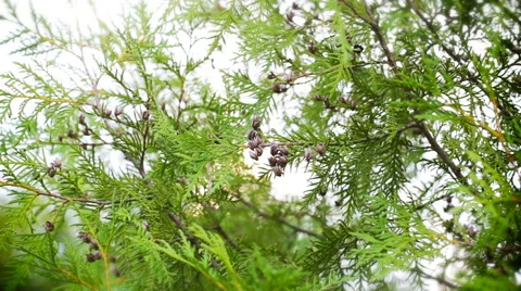 Cypress tree Stock Footage 65561595