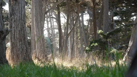 Cypress tree forest, coniferous pine woodland, grove or woods, deep wild thicket Stock-Footage 170354716