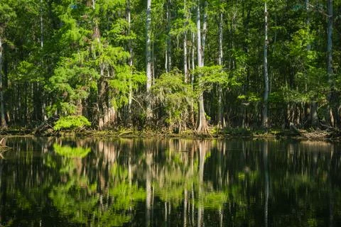 Cypress tree forest in manatee spring state park Stock Photos