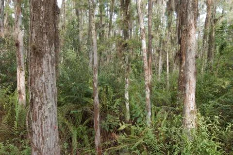 Cypress tree forest Stock Photos