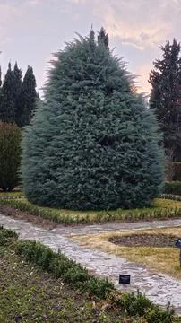 Cypress tree in the garden at sunset time in winter. Foto stock