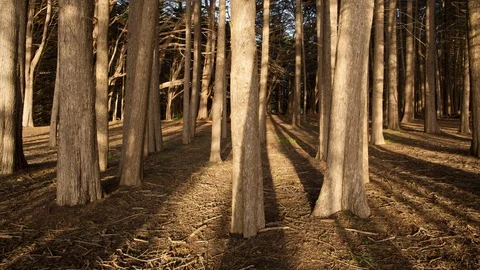 Cypress Tree Grove Light and Shadows Panning Timelapse 4k 動画素材 99415010
