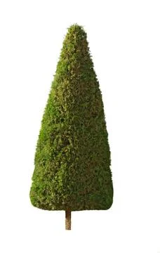 Cypress tree, isolated Pyramidal shape cypress tree isolated over white ba... Stock Photos